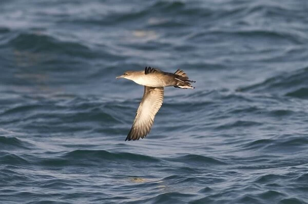 Balearic Shearwater - in flight over the sea - Dorset UK - July