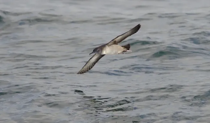 Framed Print : Balearic Shearwater - in flight over the sea - Dorset UK - August Framed Print : Balearic Shearwater - in flight over the sea - Dorset UK - August