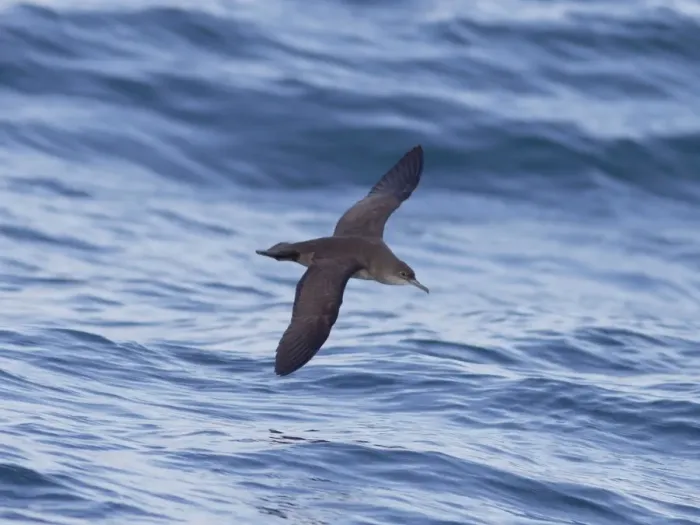 Framed Print : Balearic Shearwater - in flight over the sea - Dorset UK - August Framed Print : Balearic Shearwater - in flight over the sea - Dorset UK - August