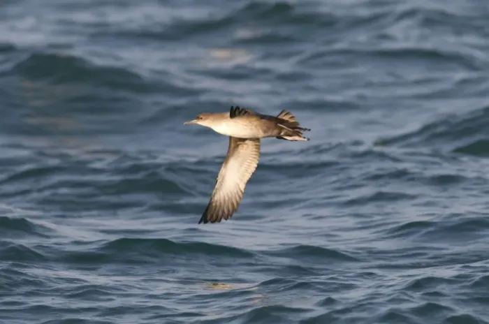 Framed Print : Balearic Shearwater - in flight over the sea - Dorset UK - July Framed Print : Balearic Shearwater - in flight over the sea - Dorset UK - July