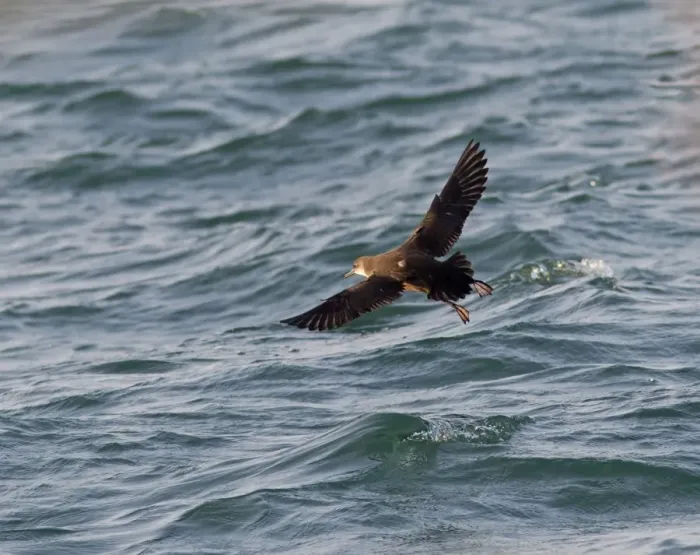 Framed Print : Balearic Shearwater - in flight over the sea - Dorset UK - July Framed Print : Balearic Shearwater - in flight over the sea - Dorset UK - July