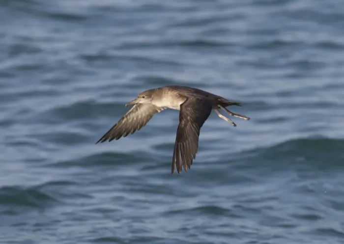 Framed Print : Balearic Shearwater - in flight over the sea - Dorset UK - July Framed Print : Balearic Shearwater - in flight over the sea - Dorset UK - July