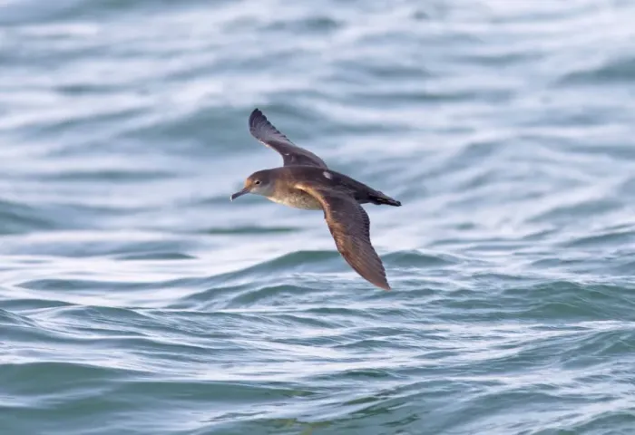Framed Print : Balearic Shearwater - in flight over the sea - Dorset UK - July Framed Print : Balearic Shearwater - in flight over the sea - Dorset UK - July