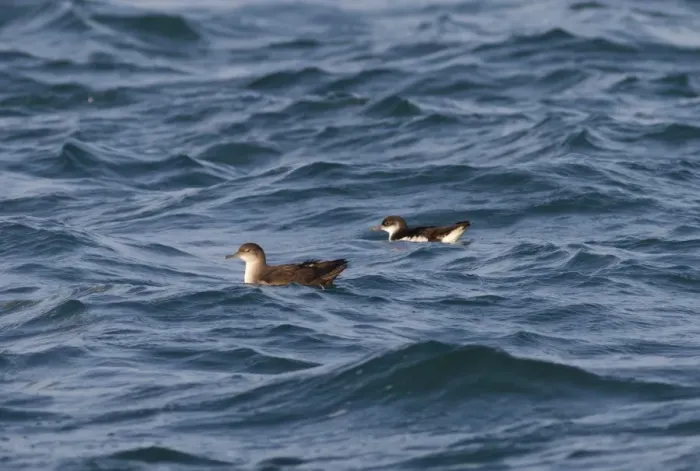 Framed Print : Balearic Shearwater and Manx Shearwater (Puffinus puffinus) on the sea - Dorset - UK - July Framed Print : Balearic Shearwater and Manx Shearwater (Puffinus puffinus) on the sea - Dorset - UK - July