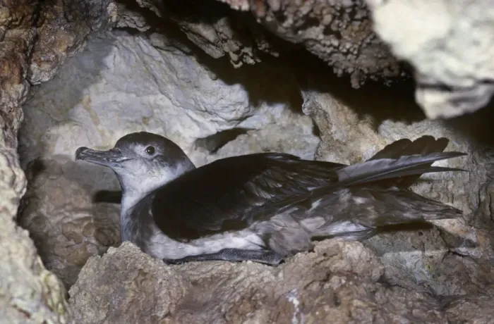 Framed Print : Balearic Shearwater - on nest in cave - Mallorca Framed Print : Balearic Shearwater - on nest in cave - Mallorca