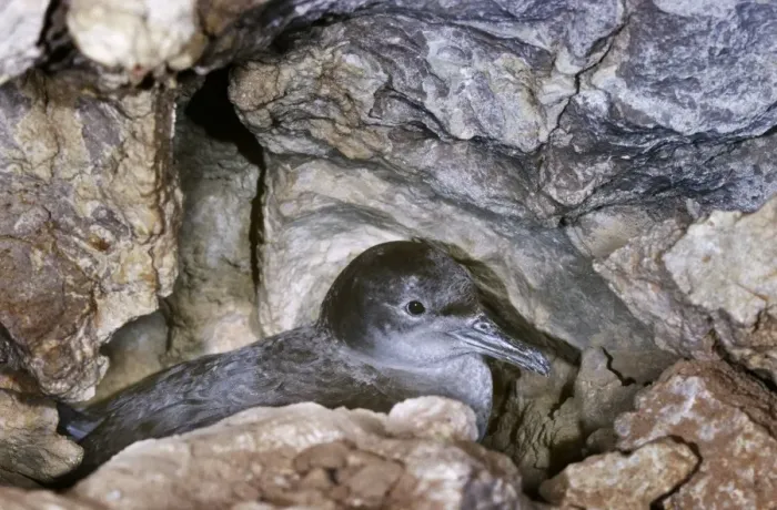 Framed Print : Balearic Shearwater - on nest in cave - Mallorca Framed Print : Balearic Shearwater - on nest in cave - Mallorca