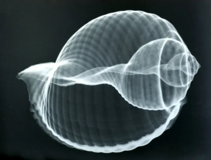 Framed Print : Baler shell, x-ray to show internal structure and spiralling Framed Print : Baler shell, x-ray to show internal structure and spiralling