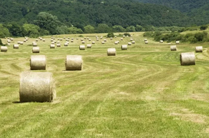 Framed Print : Bales of Hay in meadow - Bukk National Park - Hungary Framed Print : Bales of Hay in meadow - Bukk National Park - Hungary