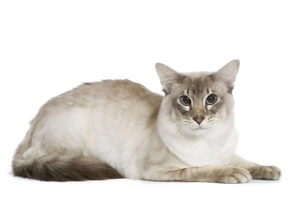 Balinese Cat - Blue silver tabby point