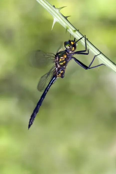 Framed Print : Balkan Emerald Dragonfly - male - Italy Framed Print : Balkan Emerald Dragonfly - male - Italy