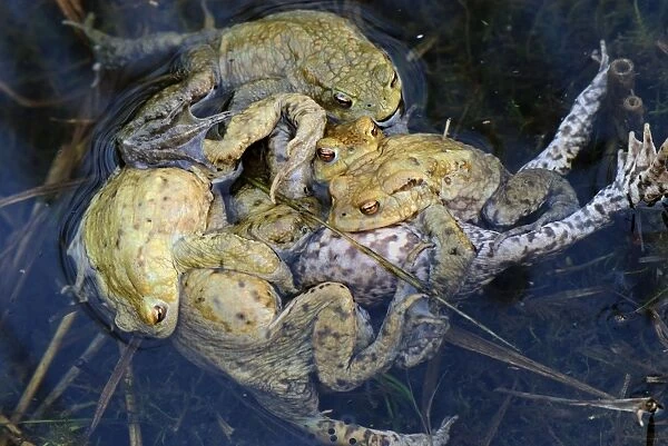 ball of Common Toad - amplexus - Switzerland