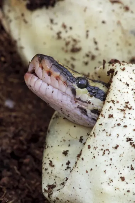 Framed Print : Ball Python (Python regius) - Captive hatching from egg - Native to Africa Framed Print : Ball Python (Python regius) - Captive hatching from egg - Native to Africa