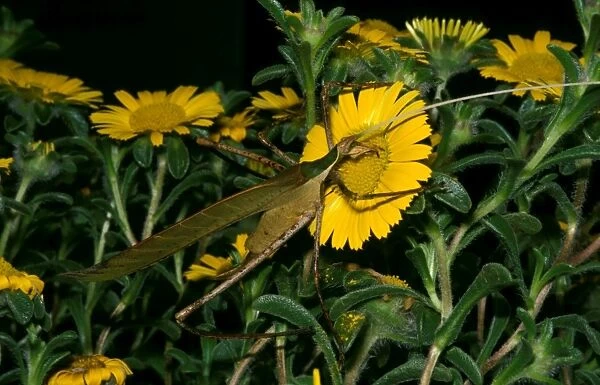 Balsam Beast - female feeding on pollen. There are only four genera of pollen - and nectar-feeding katydids