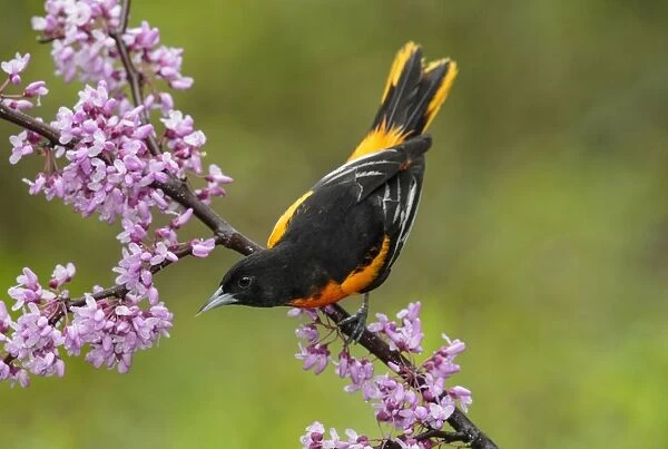 Baltimore Oriole adult male May. Connecticut, USA. Date