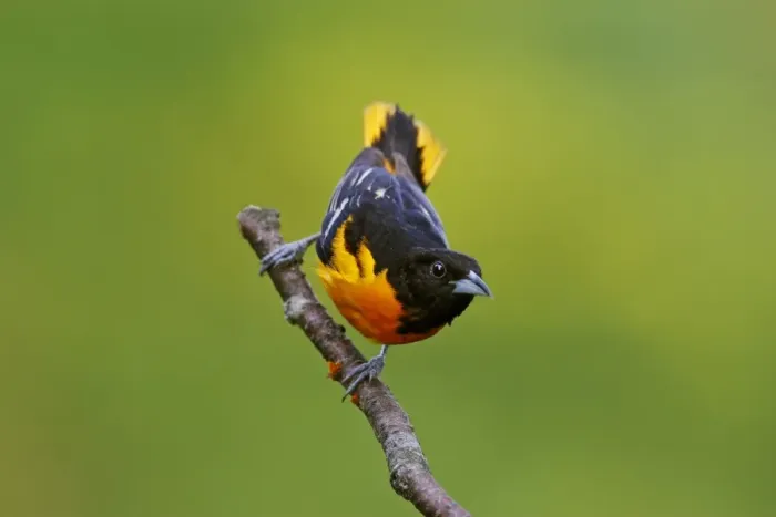 Framed Print : Baltimore Oriole Framed Print : Baltimore Oriole