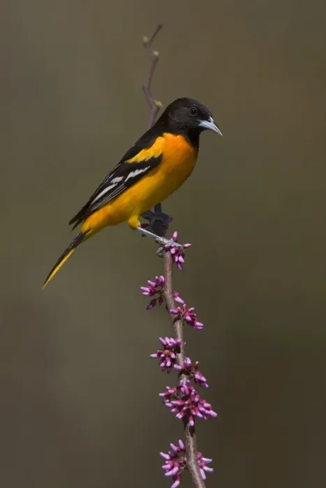 Framed Print : Baltimore Oriole Framed Print : Baltimore Oriole
