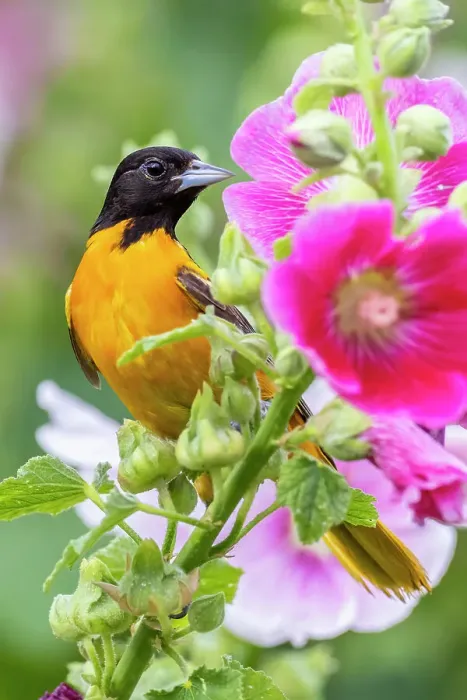 Framed Print : Baltimore oriole male on hollyhock, Marion County, Illinois. Date: 27-06-2021