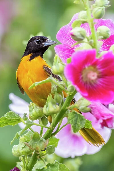 Baltimore oriole male on hollyhock, Marion County, Illinois. Date: 27-06-2021