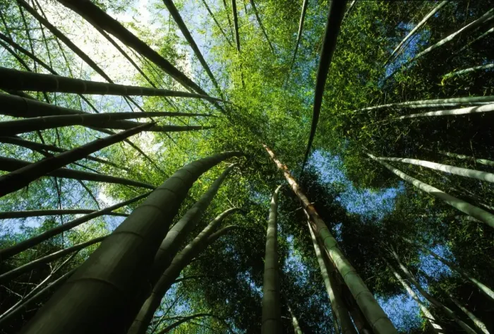 Framed Print : BAMBOO. PPG-1635. Bamboo - forest from below Framed Print : BAMBOO. PPG-1635. Bamboo - forest from below