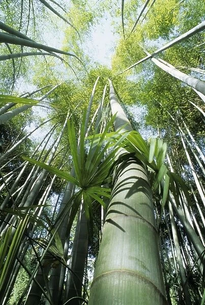 Bamboo. PPG-1178. Bamboo. Phyllostachys pubescens