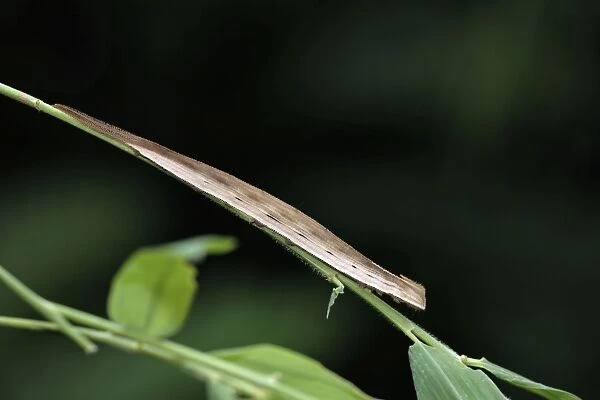 Bamboo Butterfly - caterpillar on bamboo leaf stalk, Emmen, Holland