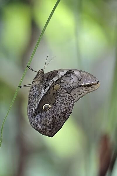 Bamboo Butterfly - resting on leaf stalk, showing underside of wings, Emmen, Holland