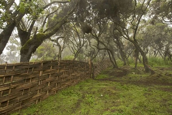 Bamboo fence in Harenna forest - Bale Mountains - Ethiopia - Africa