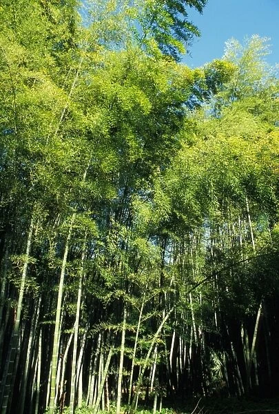 Bamboo - forest