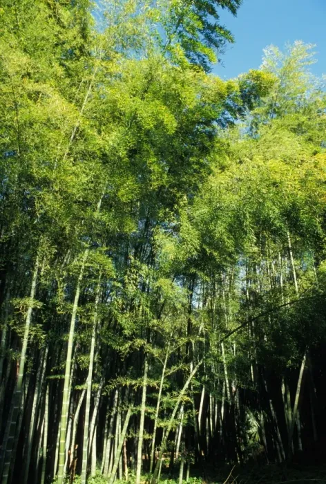 Framed Print : Bamboo - forest Framed Print : Bamboo - forest