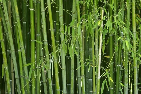 Bamboo forest with densely packed stipes with almost only the stipes visible Baden-Wuerttemberg, Germany