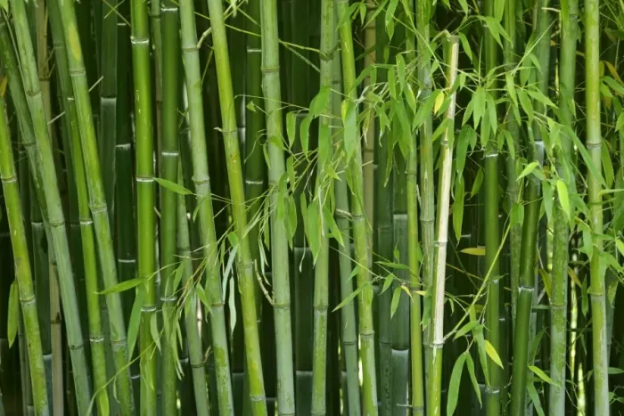 Framed Print : Bamboo forest with densely packed stipes with almost only the stipes visible Baden-Wuerttemberg, Germany Framed Print : Bamboo forest with densely packed stipes with almost only the stipes visible Baden-Wuerttemberg, Germany
