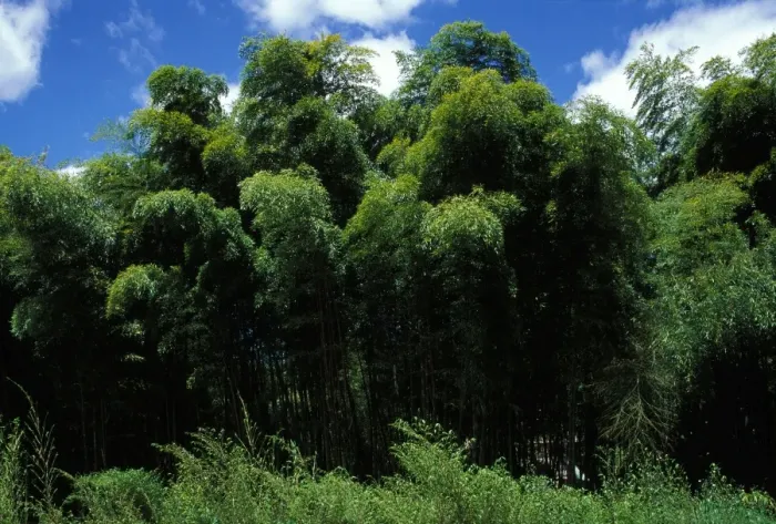 Framed Print : Bamboo Forest - “La Bambouseraie”. Anduze, France Framed Print : Bamboo Forest - “La Bambouseraie”. Anduze, France