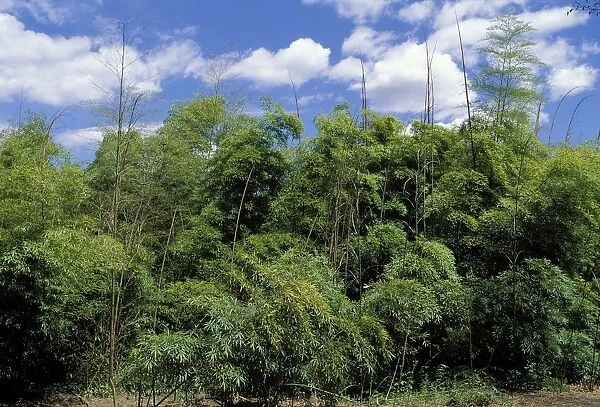 Bamboo “La Bambouseraie”. Anduze, France
