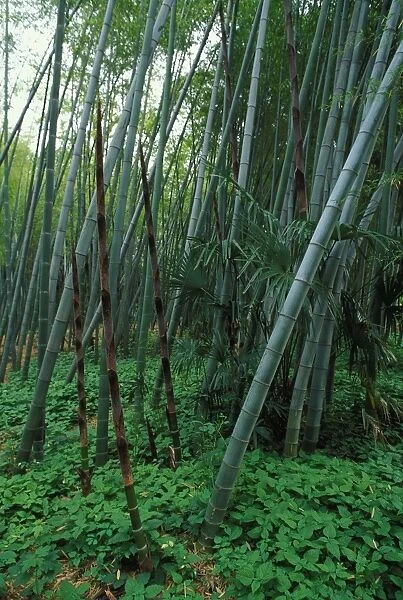 Bamboo - shoots emerging from the ground. Native of China