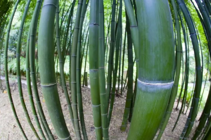 Framed Print : Bamboo stems - Trebah Garden - Cornwall