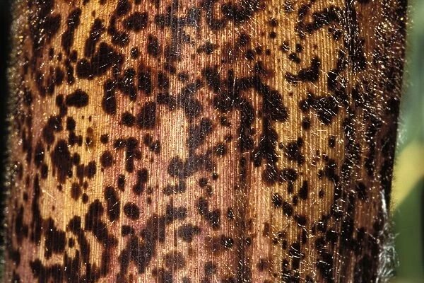Bamboo - detail of the stubble