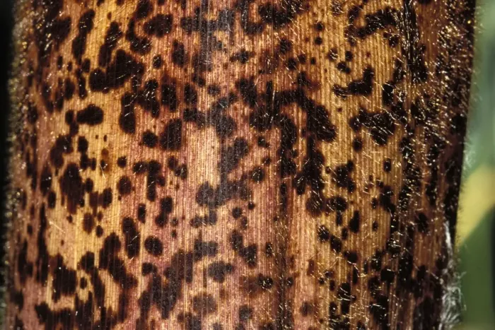 Framed Print : Bamboo - detail of the stubble Framed Print : Bamboo - detail of the stubble