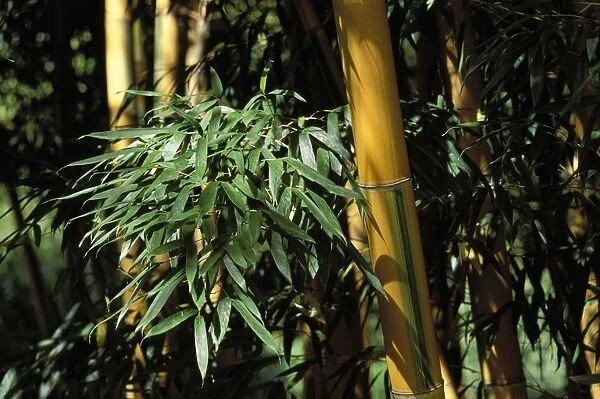 Bamboo - Stubbles and foliage