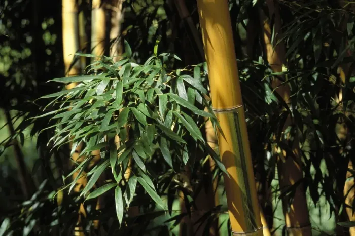 Framed Print : Bamboo - Stubbles and foliage Framed Print : Bamboo - Stubbles and foliage