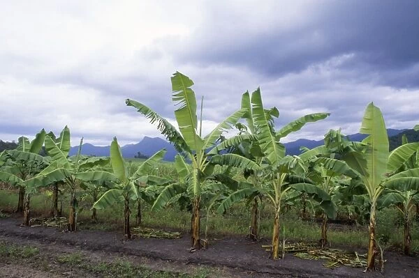 Banana Plantation - on former Rainforest land Queensland Australia
