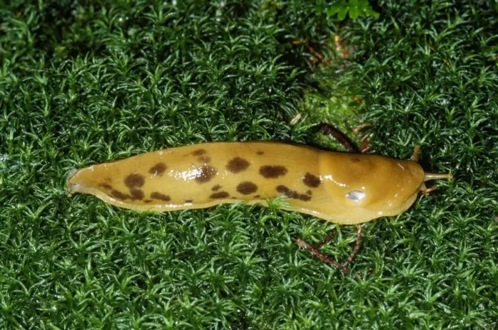 Framed Print : Banana Slug Framed Print : Banana Slug