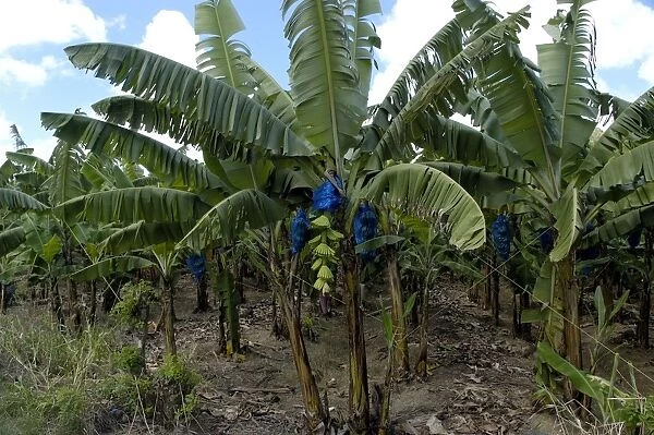 Banana Tree - Small part of banana plantation. All fruit destined for export are bagged for protection and to maintain quality. St. Lucia's major export. Windward Islands. February