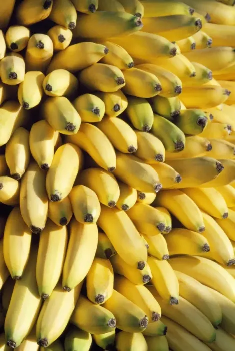 Framed Print : Bananas - for sale in Chania Market - Crete Framed Print : Bananas - for sale in Chania Market - Crete