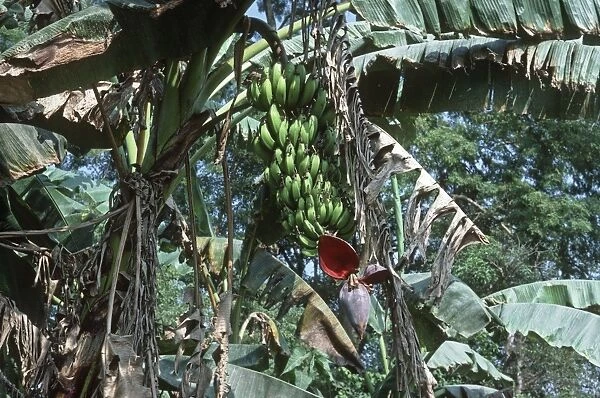 Bananas - stalk with bunch of green bananas on tree with terminal flower Nepal