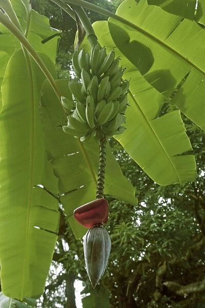 Bananas on tree - Tanzania - Africa