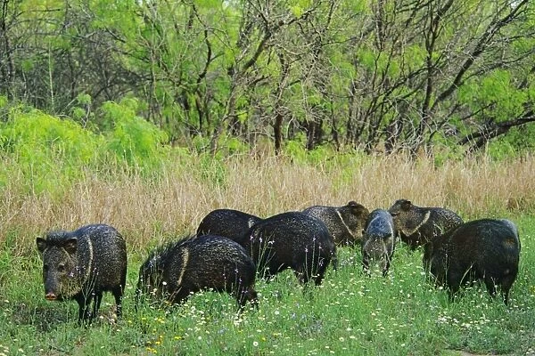 Band of Collared Peccary or javelina (Tayassu tajacu) foraging among wildflowers. Texas. March