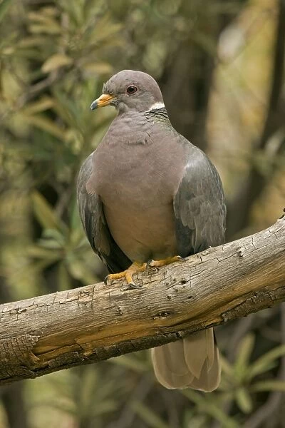 Band-tailed Pigeon - Perched on branch - Arizona - USA