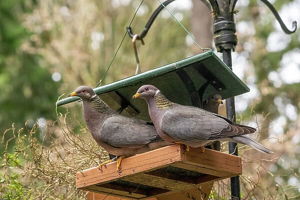 Two Band-tailed Pigeons in a birdfeeder Date: 01-09-2010