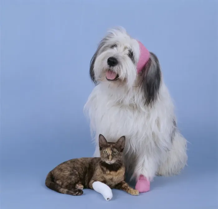 Framed Print : Bandaged Cat & Dog JD 9364 © John Daniels / ARDEA LONDON Framed Print : Bandaged Cat & Dog JD 9364 © John Daniels / ARDEA LONDON