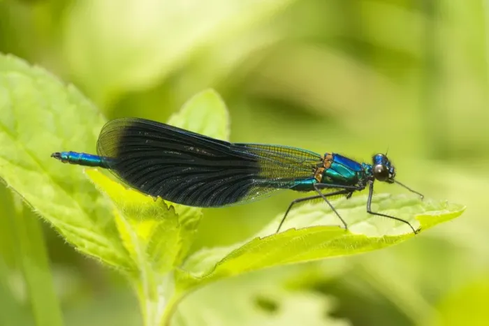 Framed Print : Banded Agrion Damselfly - male (Calopteryx splendens = Agrion splendens) settled Framed Print : Banded Agrion Damselfly - male (Calopteryx splendens = Agrion splendens) settled